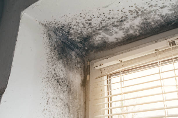 Affordable Black Mold Removal solutions in Unionville, TN